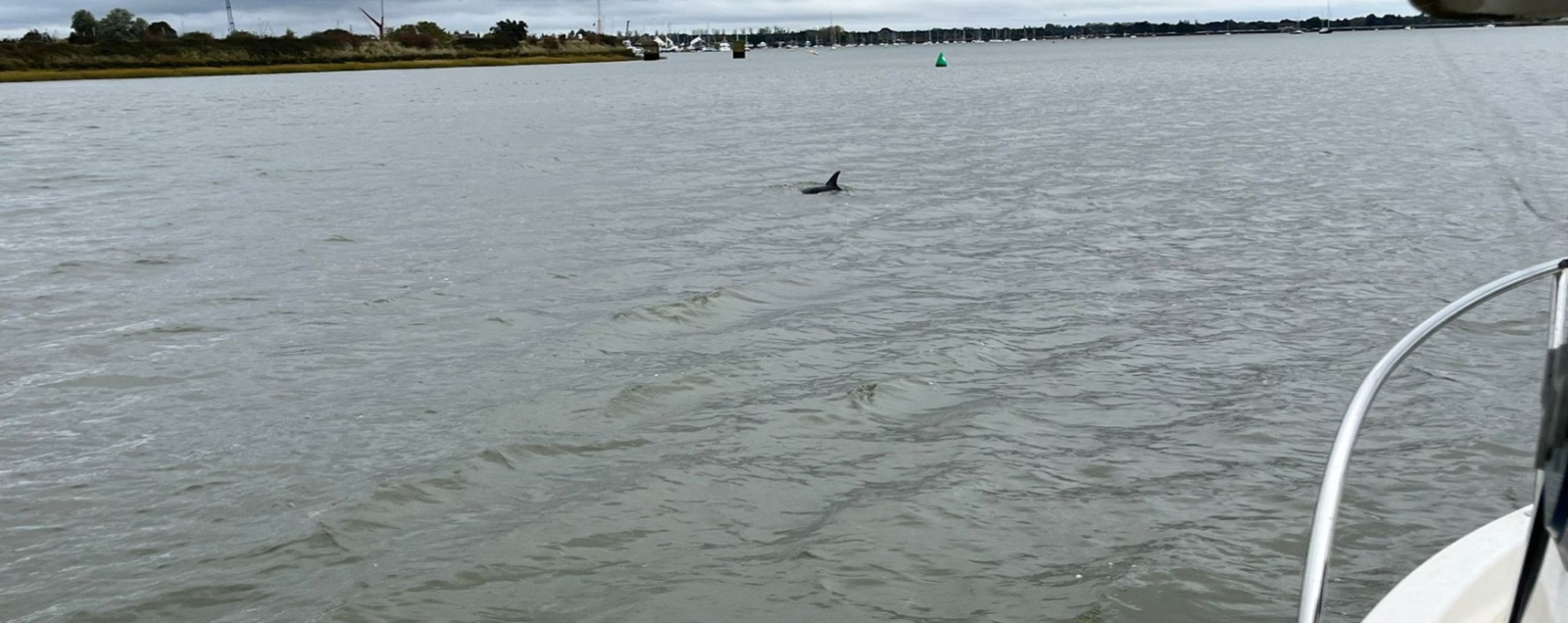 Common dolphin spotted by Nigel Harmer at Herring Point